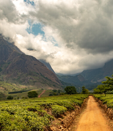 Forest Landscape in Malawi Forest Landscape in Malawi