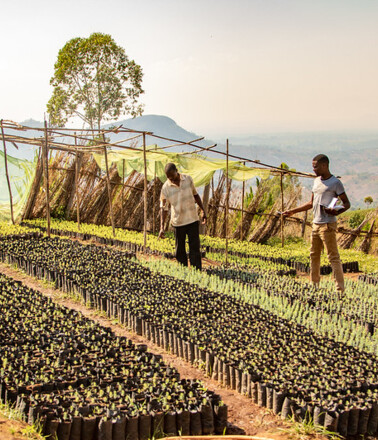 Fiber optic sensing solutions help monitor environmental projects like this large seedling nursery for sustainable development Fiber optic sensing solutions help monitor environmental projects like this large seedling nursery for sustainable development