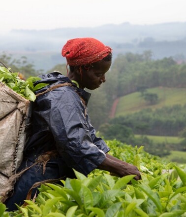 Restoration/Co-Management Worker harvesting tea. AP Sensing monitors critical assets in challenging environments with distributed sensing