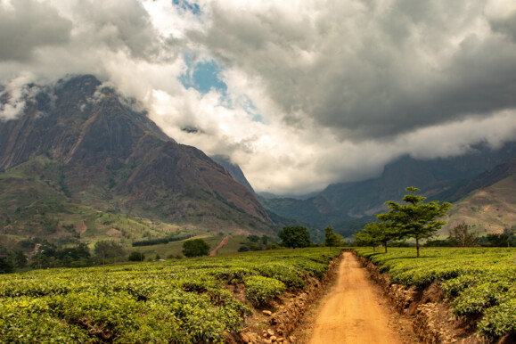 Forest Landscape in Malawi Forest Landscape in Malawi