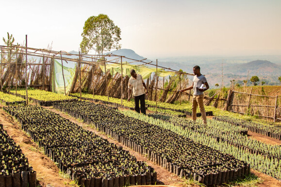 Fiber optic sensing solutions help monitor environmental projects like this large seedling nursery for sustainable development Fiber optic sensing solutions help monitor environmental projects like this large seedling nursery for sustainable development