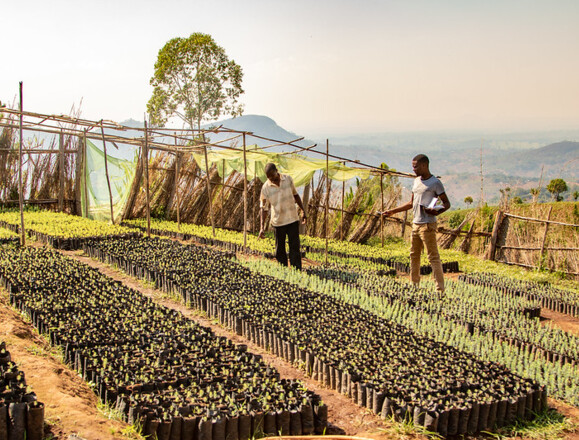 Fiber optic sensing solutions help monitor environmental projects like this large seedling nursery for sustainable development Fiber optic sensing solutions help monitor environmental projects like this large seedling nursery for sustainable development