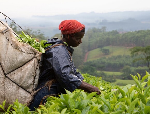 Restoration/Co-Management Worker harvesting tea. AP Sensing monitors critical assets in challenging environments with distributed sensing