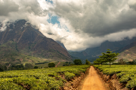Forest Landscape in Malawi Forest Landscape in Malawi
