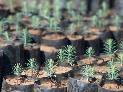 Seedlings for reforestation and environmental projects, reflecting climate action and infrastructure resilience Seedlings for reforestation and environmental projects, reflecting climate action and infrastructure resilience